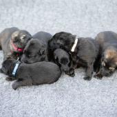 De gauche à droite : La femelle argentée charbonnée, les 4 femelles noires, et la femelle fauve charbonné