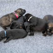 De gauche à droite : La femelle argentée charbonnée, les 4 femelles noires, et la femelle fauve charbonné