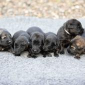 De gauche à droite : La femelle argentée charbonnée, les 4 femelles noires, et la femelle fauve charbonné