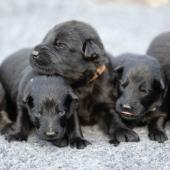 De gauche à droite : La femelle argentée charbonnée, les 4 femelles noires