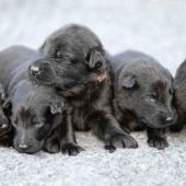 De gauche à droite : La femelle argentée charbonnée, les 4 femelles noires