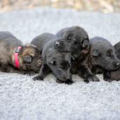 De gauche à droite : La femelle argentée charbonnée, les 4 femelles noires, et la femelle fauve charbonné