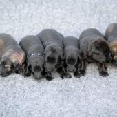 De gauche à droite : La femelle argentée charbonnée, les 4 femelles noires, et la femelle fauve charbonné