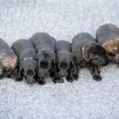 De gauche à droite : La femelle argentée charbonnée, les 4 femelles noires, et la femelle fauve charbonné
