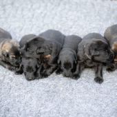 De gauche à droite : La femelle argentée charbonnée, les 4 femelles noires, et la femelle fauve charbonné