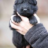 Mâle noir collier orange 