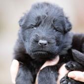 Mâle noir collier orange 