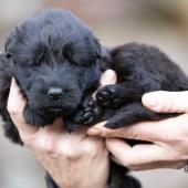 Femelle noire collier gris 