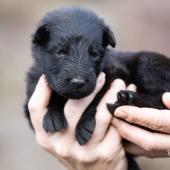 Femelle noire collier bleu