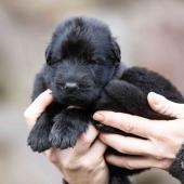 Femelle noire collier brun