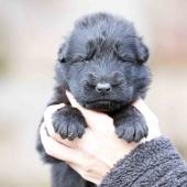 Mâle noir collier orange 