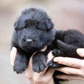 Mâle noir collier orange 