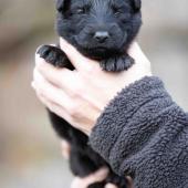 Mâle noir collier jaune 