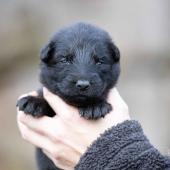 Mâle noir collier jaune 