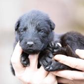 Mâle noir collier jaune 