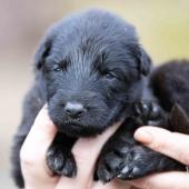 Mâle noir collier jaune 