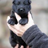 Mâle noir collier violet