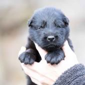 Mâle noir collier violet