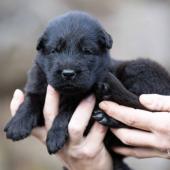 Mâle noir collier violet