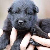 Mâle noir collier violet