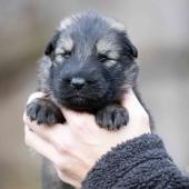 Mâle fauve charbonné collier rouge 