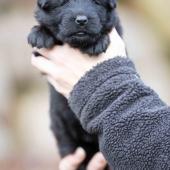 Femelle noire collier gris 