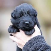 Femelle noire collier gris 