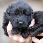 Femelle noire collier gris 