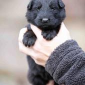 Femelle noire collier vert