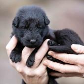 Femelle noire collier vert