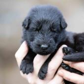 Femelle noire collier vert