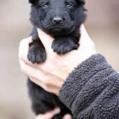 Femelle noire collier bleu