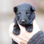 Femelle noire collier bleu