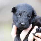 Femelle noire collier bleu