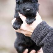 Femelle noire collier brun