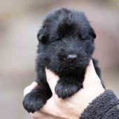 Femelle noire collier brun