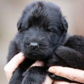 Femelle noire collier brun