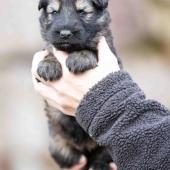 Femelle fauve charbonnée collier noir 