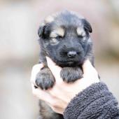 Femelle fauve charbonnée collier noir 