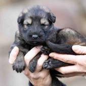 Femelle fauve charbonnée collier noir 
