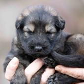 Femelle fauve charbonnée collier noir 