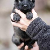 Femelle argentée charbonnée collier rose