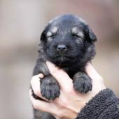 Femelle argentée charbonnée collier rose