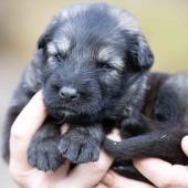 Femelle argentée charbonnée collier rose