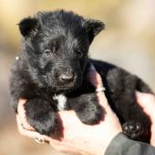 Femelle noire collier bleu