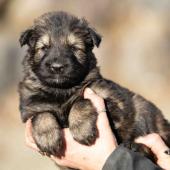 Femelle fauve charbonnée collier noir