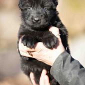 Mâle noir collier orange