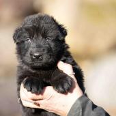Mâle noir collier orange