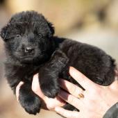 Mâle noir collier orange