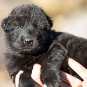 Mâle noir collier orange